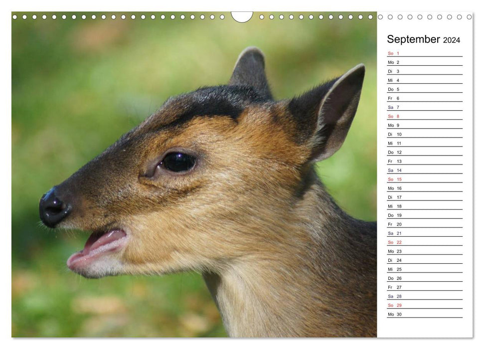 Faszinierende Tierportraits (CALVENDO Wandkalender 2024)