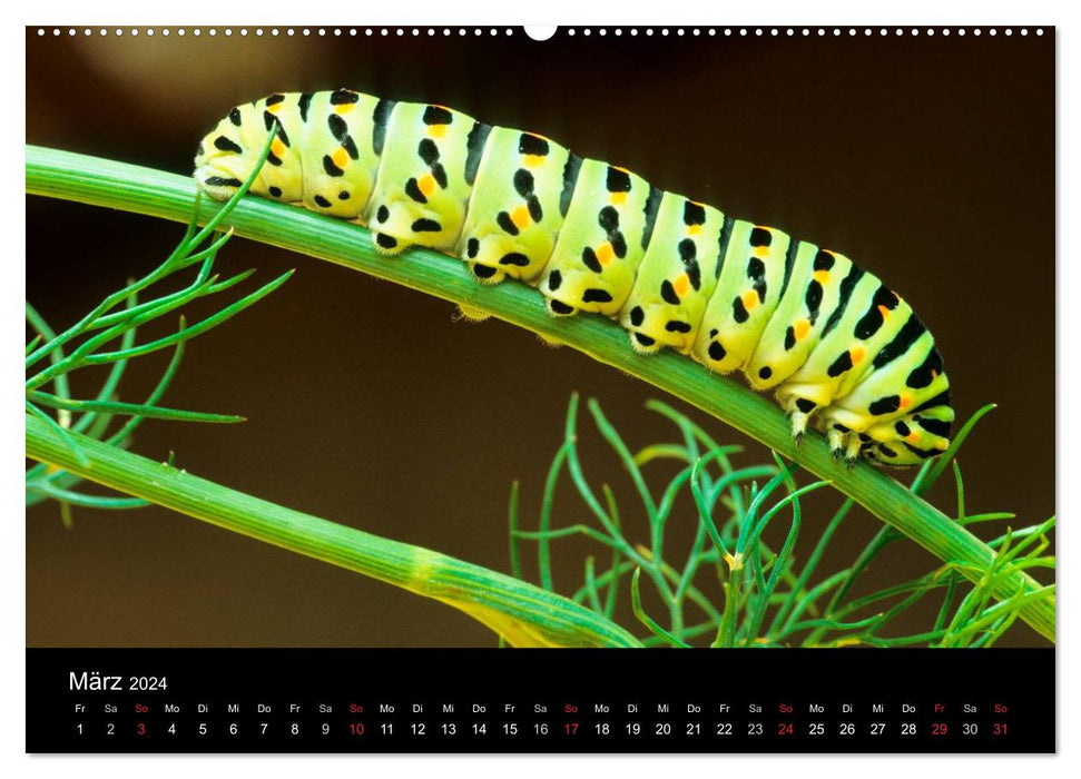 Butterflies (CALVENDO wall calendar 2024) 