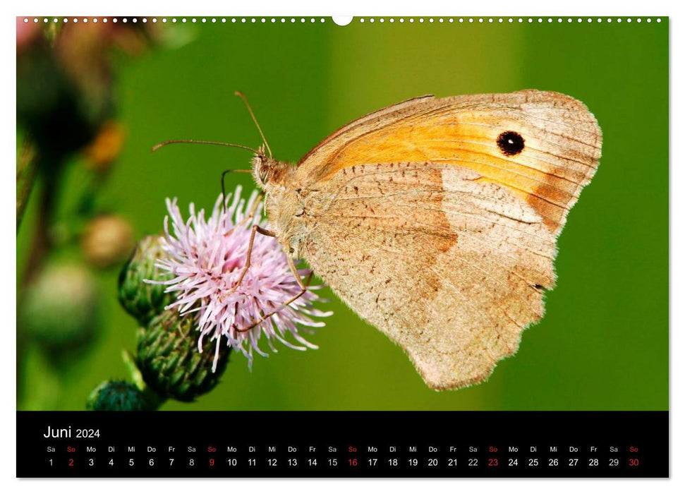 Schmetterlinge (CALVENDO Wandkalender 2024)