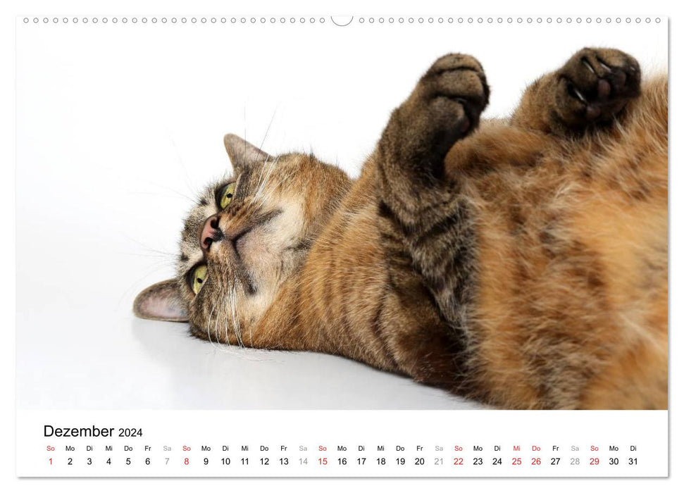 Two cuddly cats (CALVENDO wall calendar 2024) 