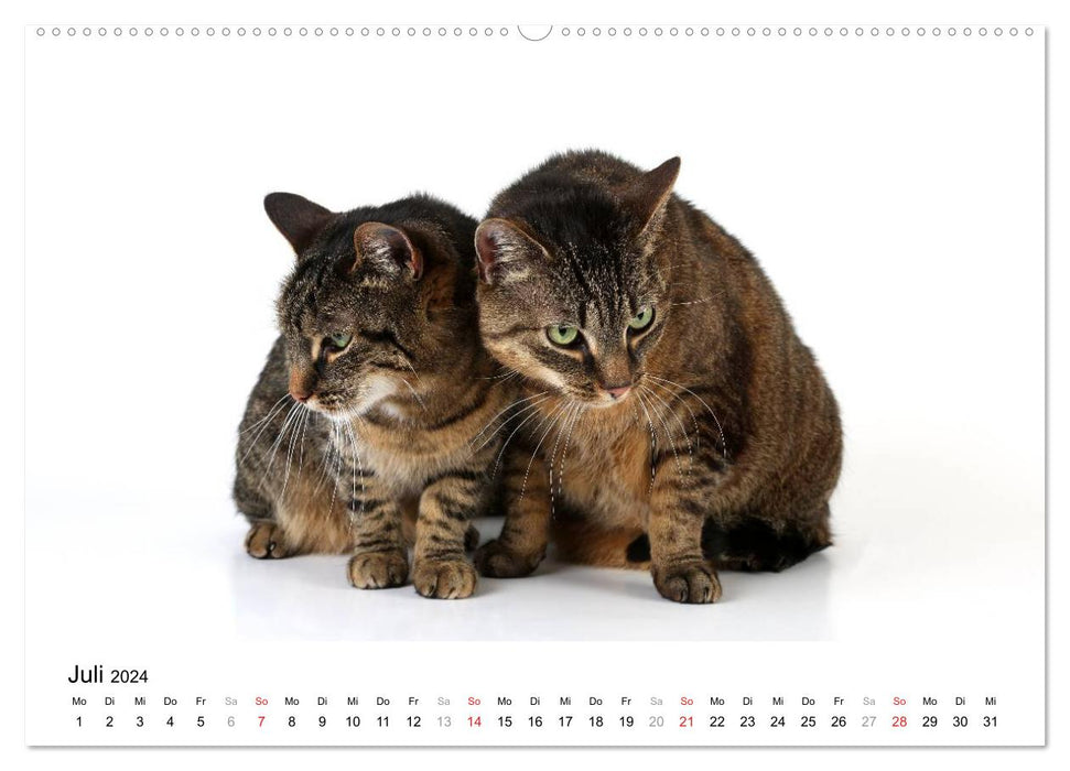 Two cuddly cats (CALVENDO wall calendar 2024) 