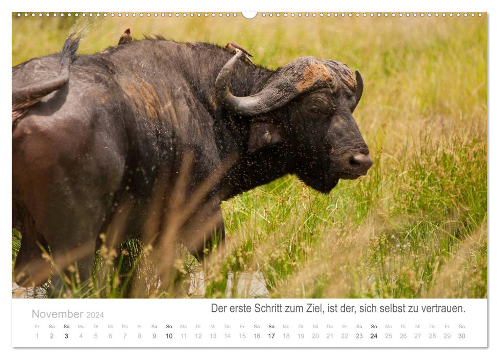 Tierische Glücksmomente mit Weisheiten (CALVENDO Premium Wandkalender 2024)