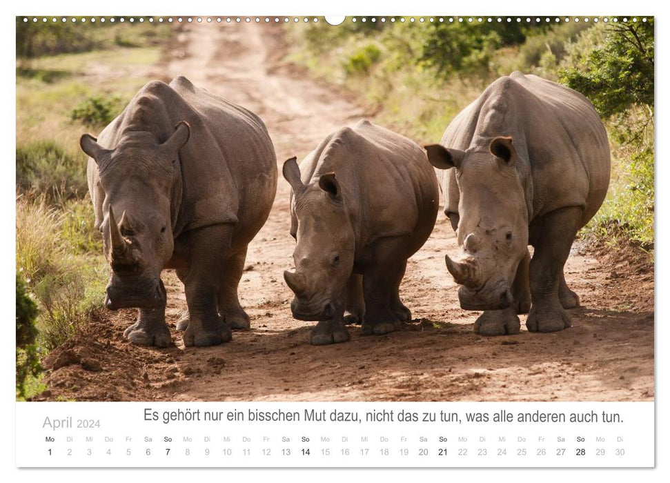 Animal moments of happiness with wisdom (CALVENDO Premium Wall Calendar 2024) 