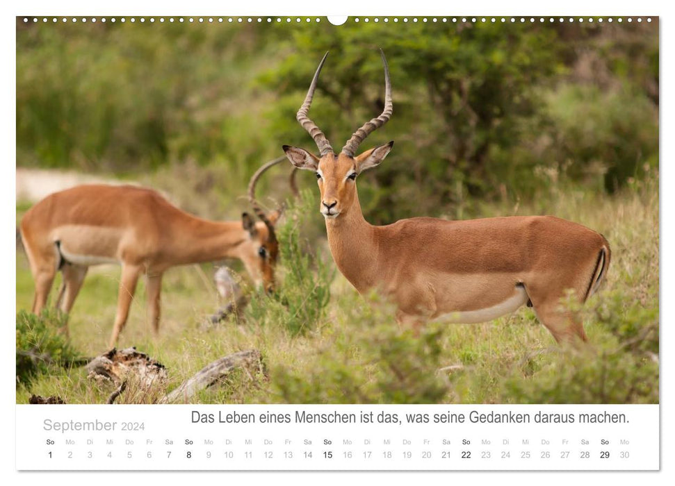 Tierische Glücksmomente mit Weisheiten (CALVENDO Premium Wandkalender 2024)