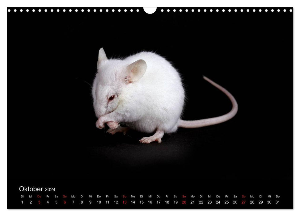 Süße Mäuse und Coole Ratten (CALVENDO Wandkalender 2024)