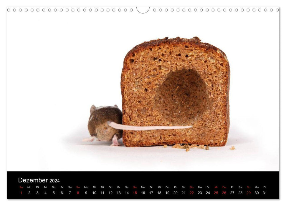 Süße Mäuse und Coole Ratten (CALVENDO Wandkalender 2024)
