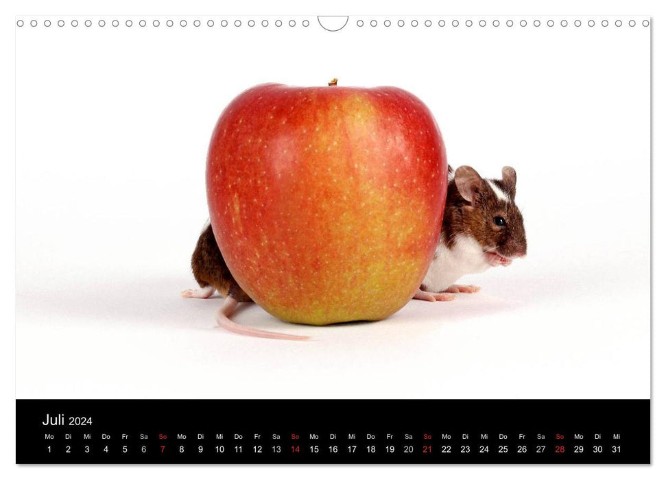 Süße Mäuse und Coole Ratten (CALVENDO Wandkalender 2024)