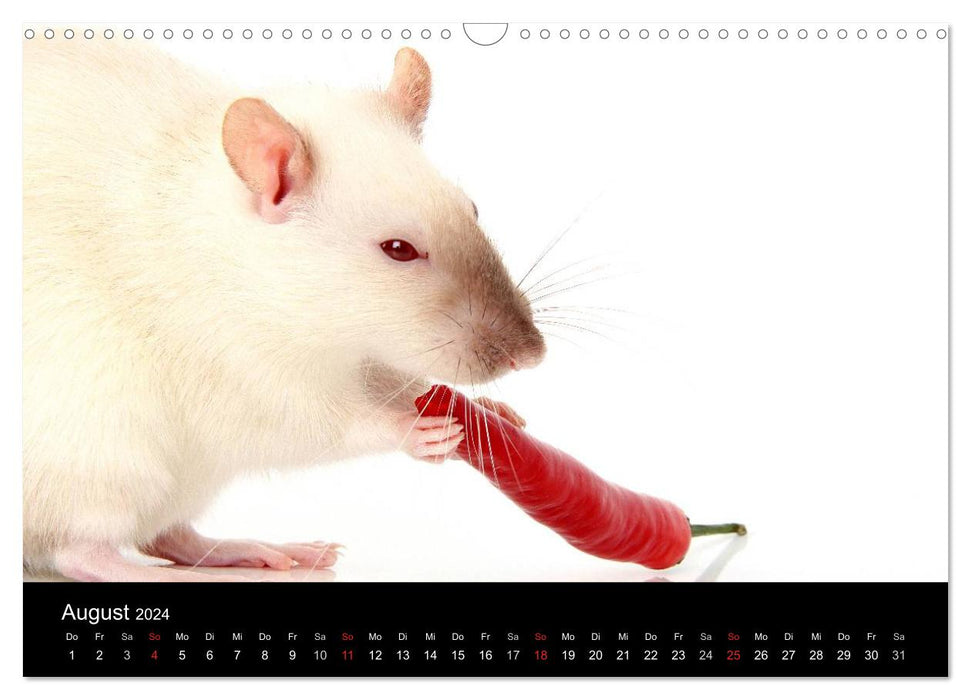 Süße Mäuse und Coole Ratten (CALVENDO Wandkalender 2024)