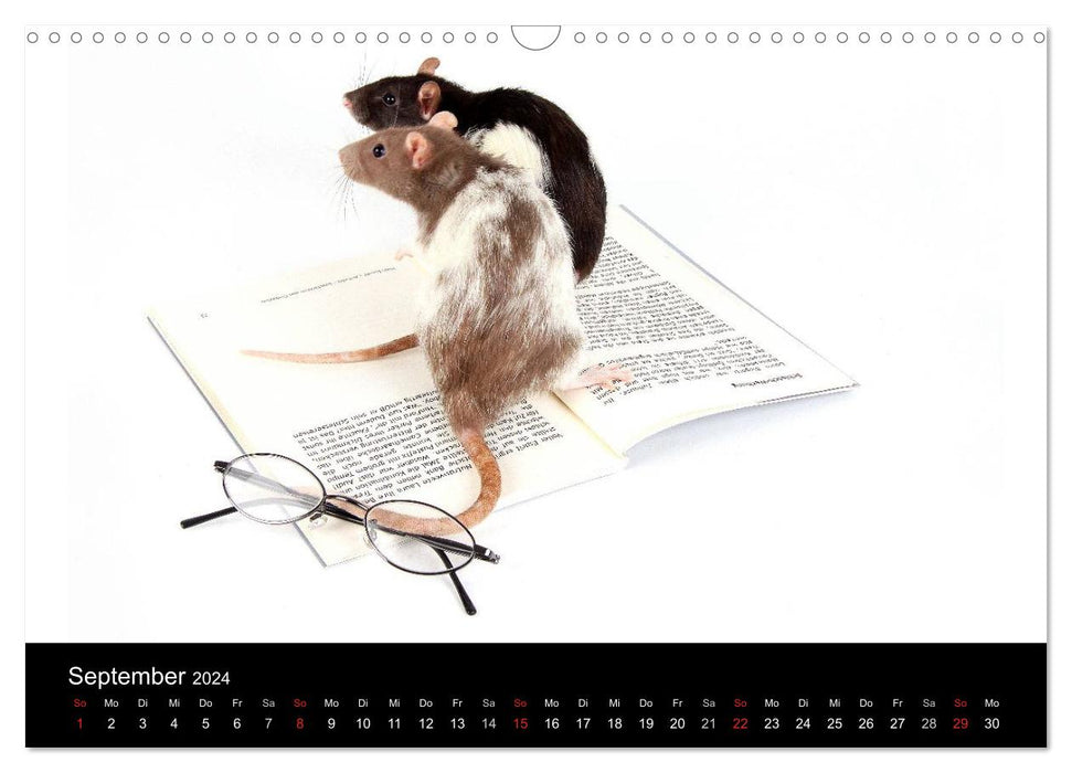 Süße Mäuse und Coole Ratten (CALVENDO Wandkalender 2024)