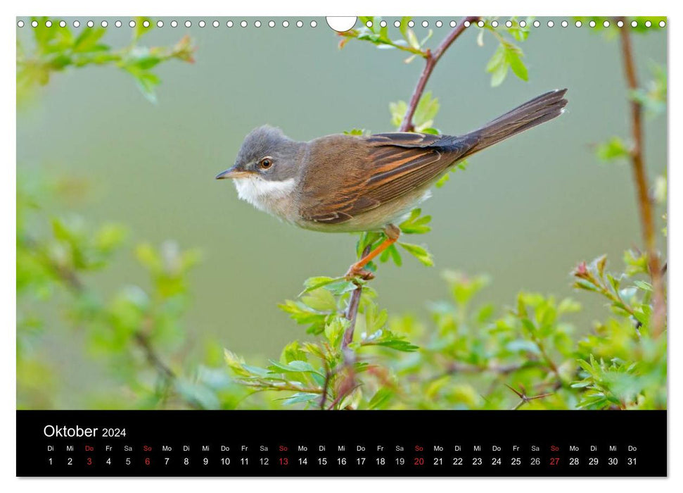 Vögel (CALVENDO Wandkalender 2024)