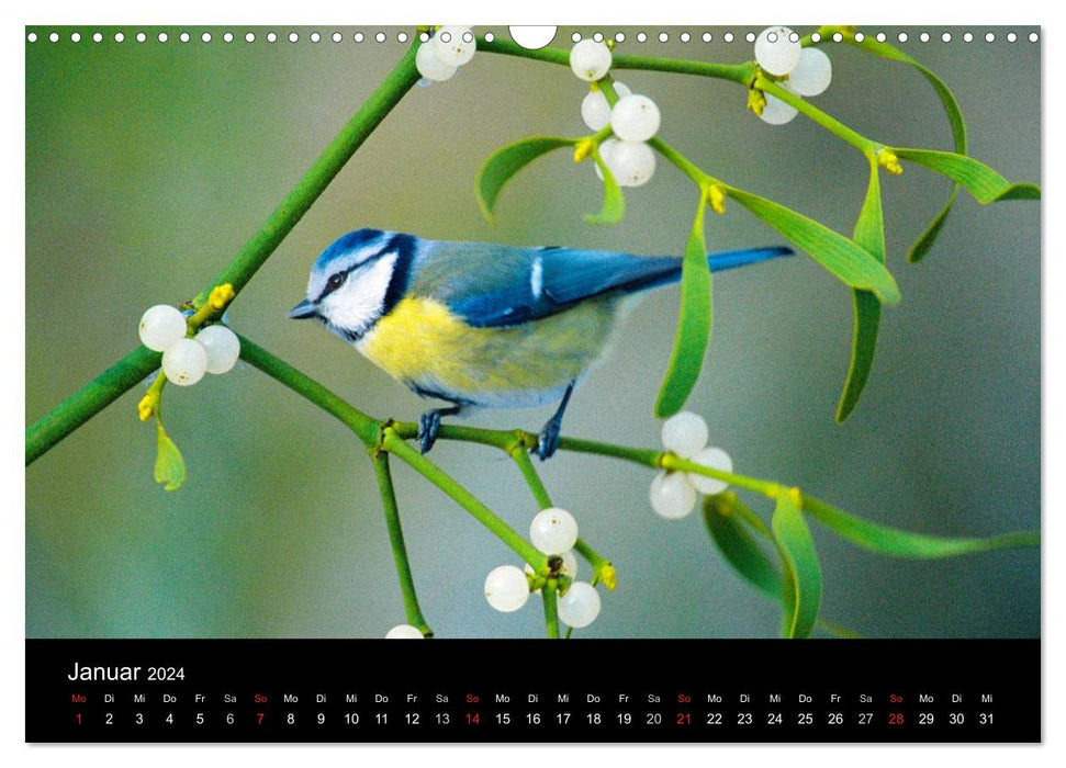 Vögel (CALVENDO Wandkalender 2024)