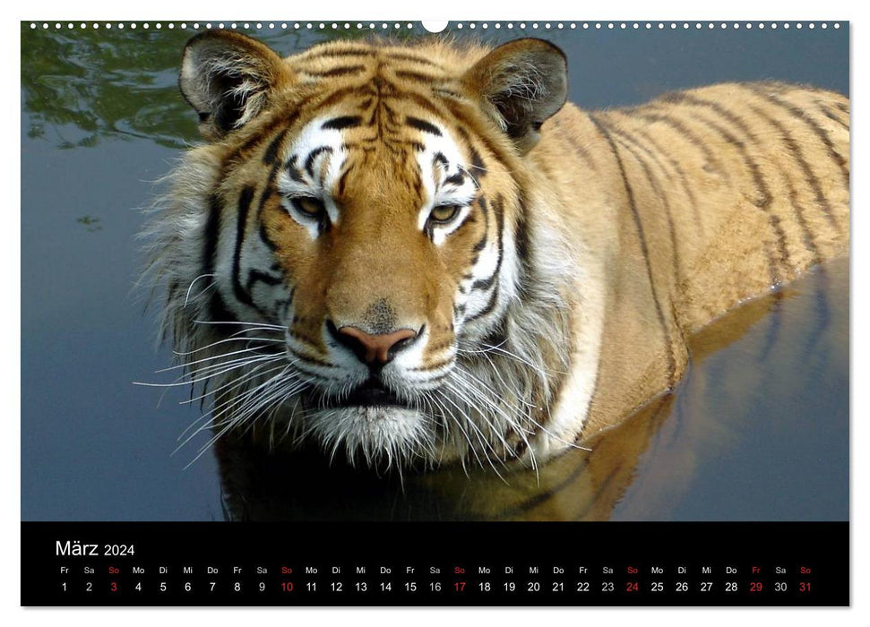 Welt der Tiere (CALVENDO Premium Wandkalender 2024)