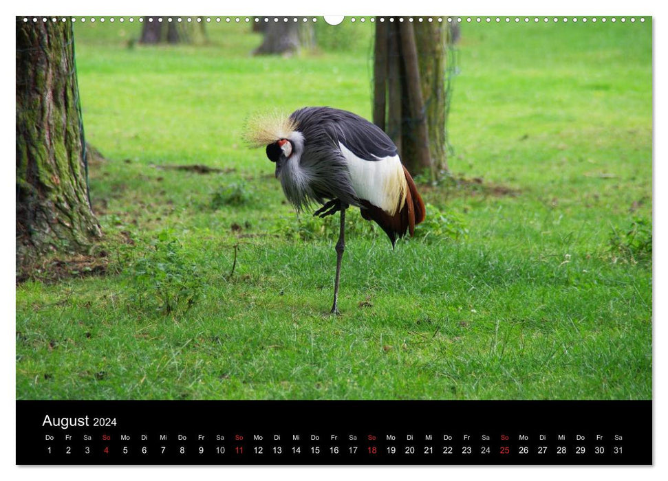 Welt der Tiere (CALVENDO Premium Wandkalender 2024)