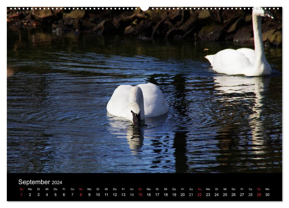 Le monde des animaux (Calendrier mural CALVENDO Premium 2024) 