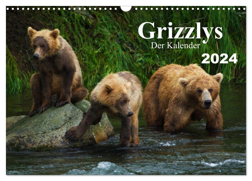 Grizzlies - Le calendrier (Calendrier mural CALVENDO 2024) 