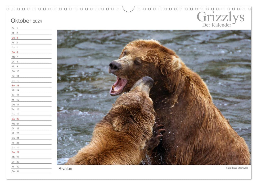 Grizzlies - The Calendar (CALVENDO Wall Calendar 2024) 