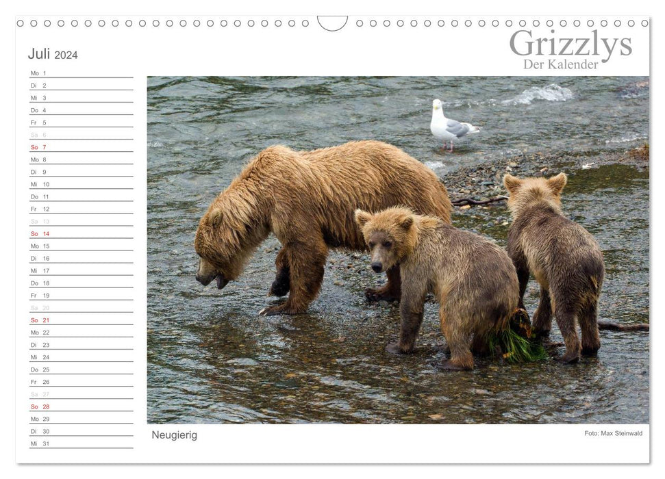 Grizzlies - Le calendrier (Calendrier mural CALVENDO 2024) 