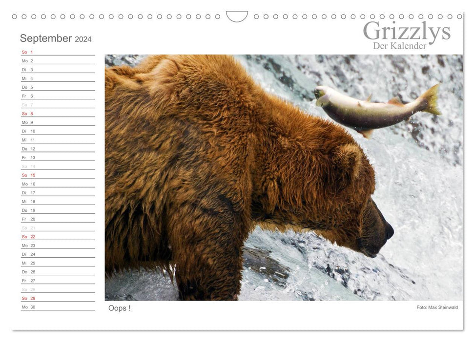 Grizzlies - Le calendrier (Calendrier mural CALVENDO 2024) 