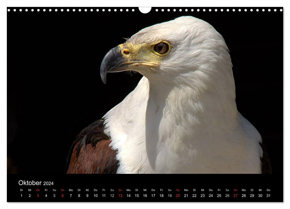 Greifvögel (CALVENDO Wandkalender 2024)
