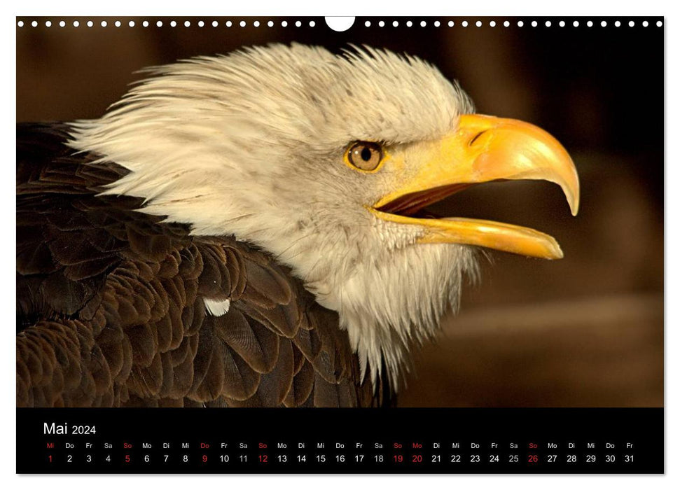 Greifvögel (CALVENDO Wandkalender 2024)