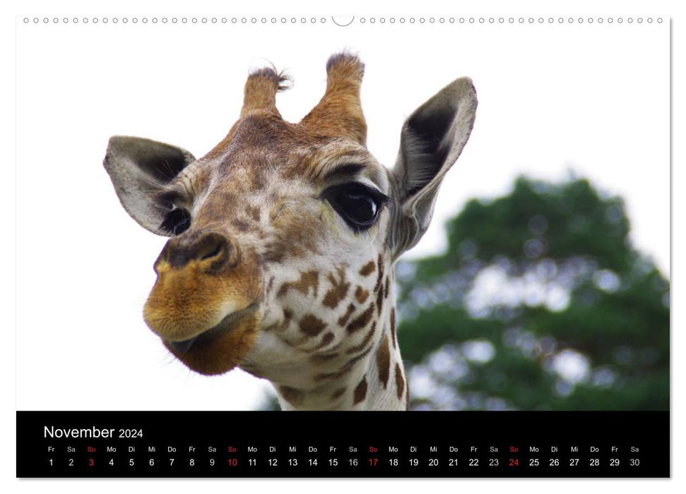 World of Animals (CALVENDO Wall Calendar 2024) 