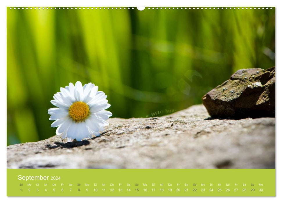 Gartenidylle (CALVENDO Premium Wandkalender 2024)