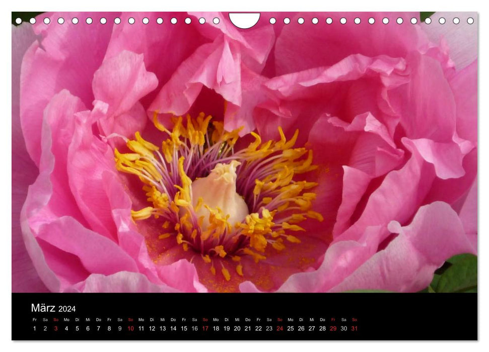 Peonies (CALVENDO wall calendar 2024) 