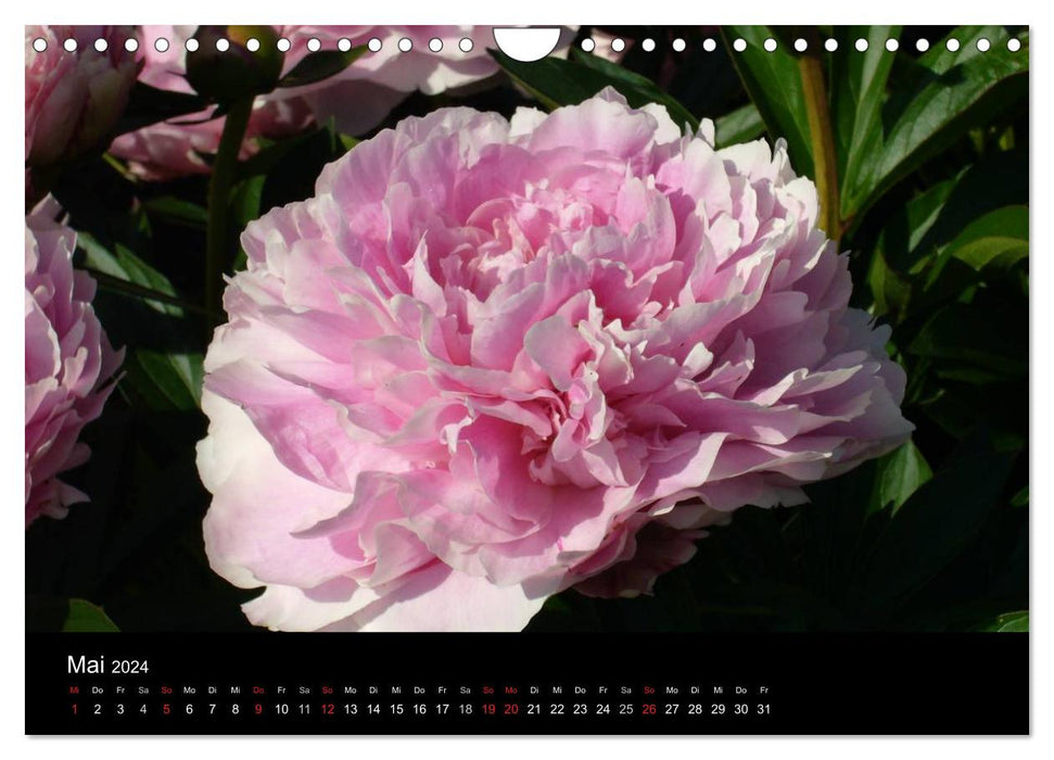 Pivoines (Calendrier mural CALVENDO 2024) 