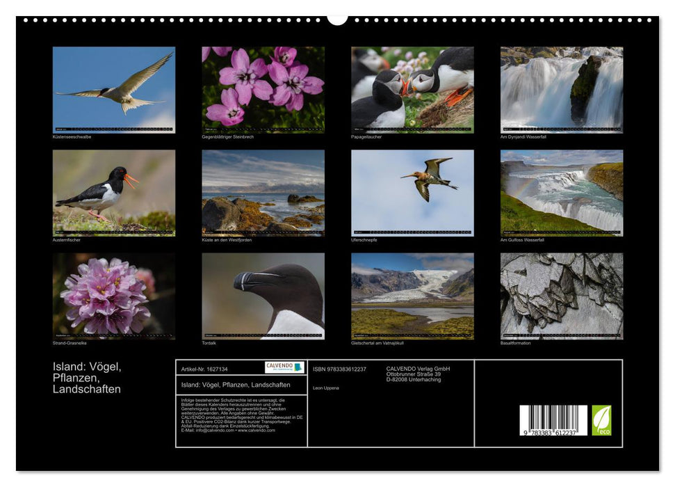 Islande : oiseaux, plantes, paysages (Calvendo Premium Wall Calendar 2024) 