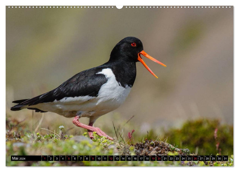 Islande : oiseaux, plantes, paysages (Calvendo Premium Wall Calendar 2024) 