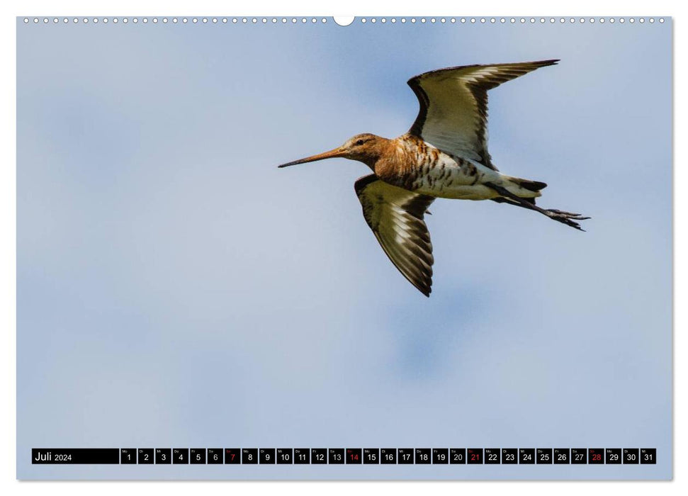 Island: Vögel, Pflanzen, Landschaften (CALVENDO Premium Wandkalender 2024)