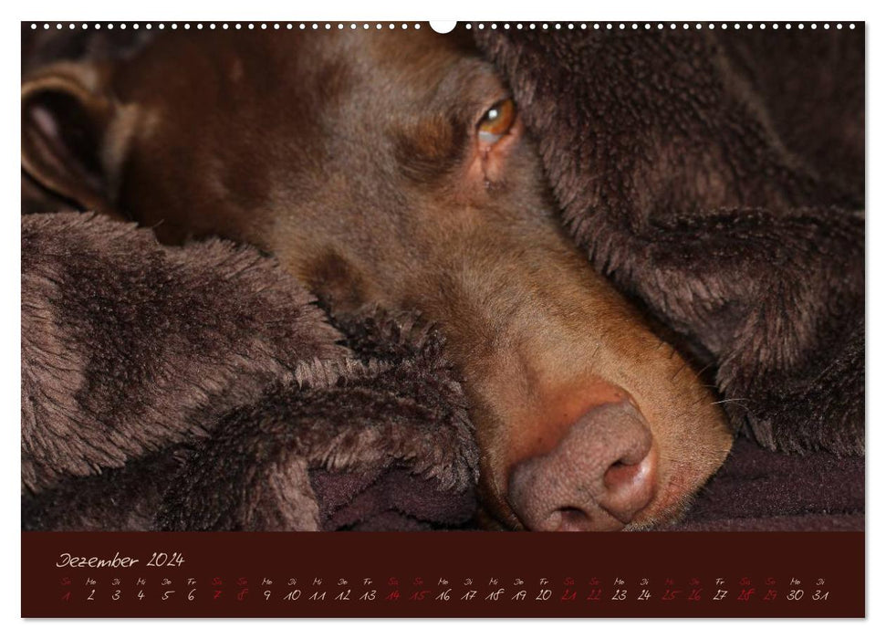 Attila, Der Hundekönig (CALVENDO Premium Wandkalender 2024)