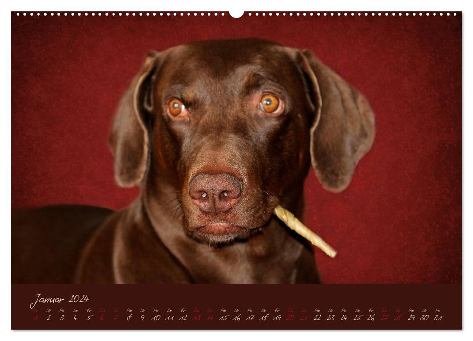 Attila, Der Hundekönig (CALVENDO Premium Wandkalender 2024)
