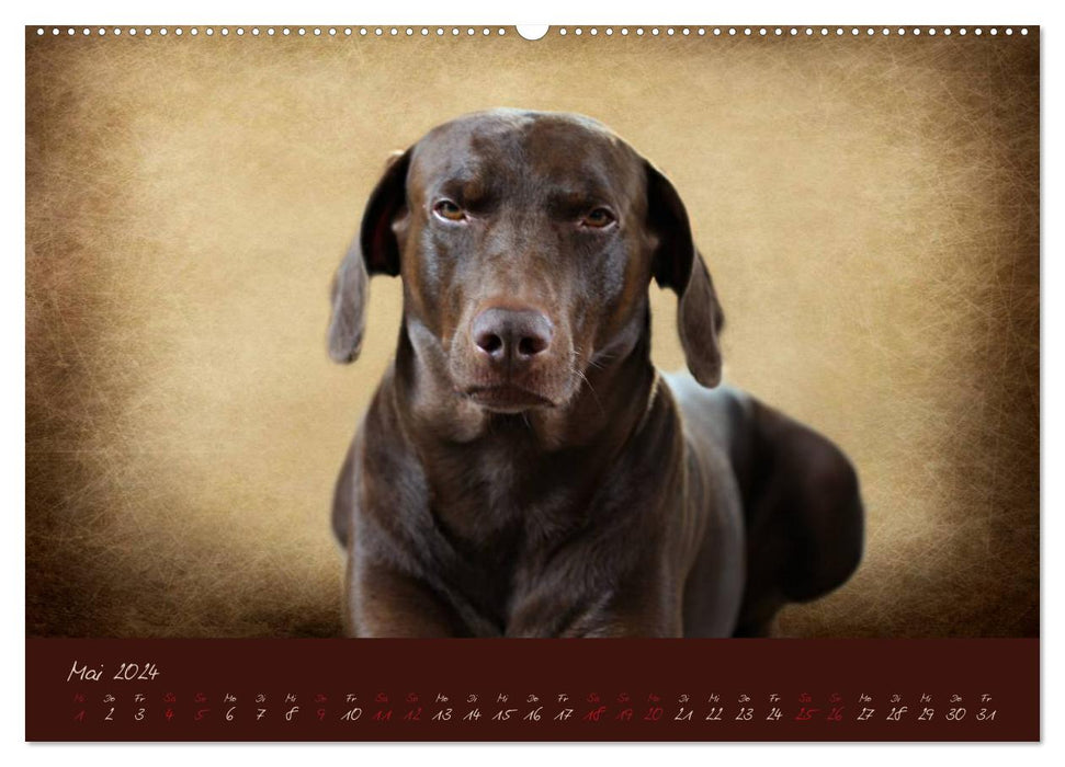 Attila, le roi des chiens (Calvendo Premium Calendrier mural 2024) 