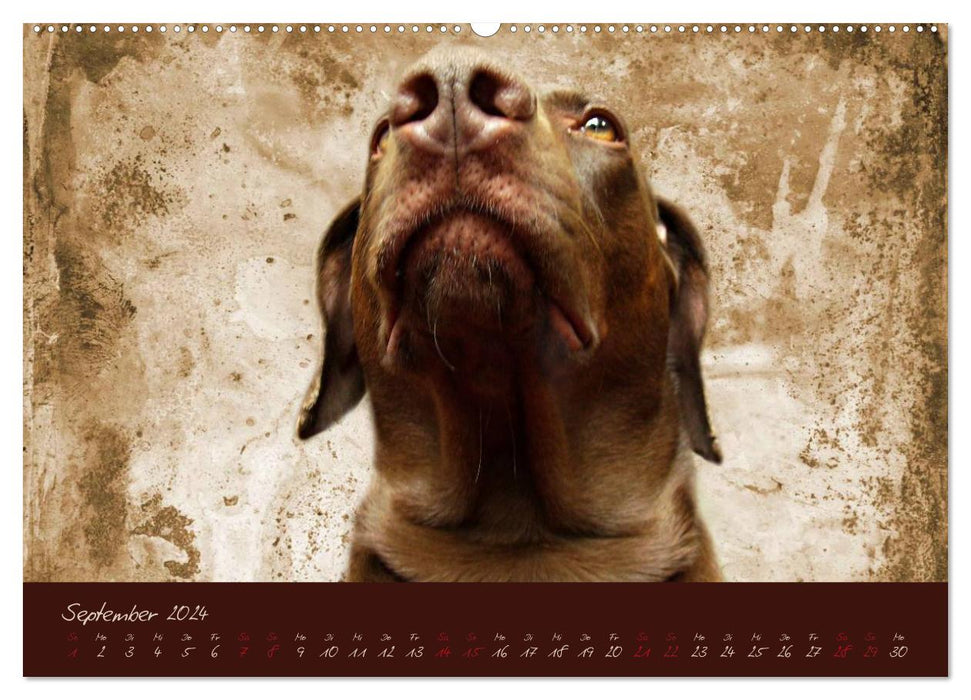Attila, le roi des chiens (Calvendo Premium Calendrier mural 2024) 