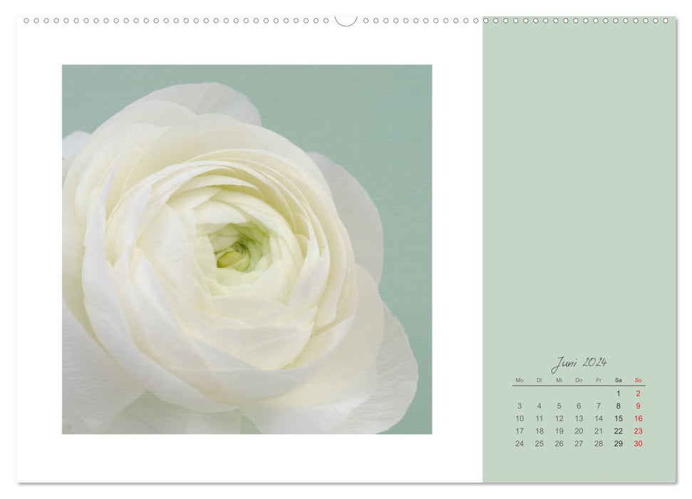 Flower Dreams (CALVENDO Premium Wall Calendar 2024) 