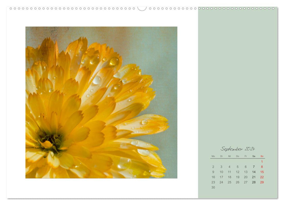 Blütenträume (CALVENDO Premium Wandkalender 2024)