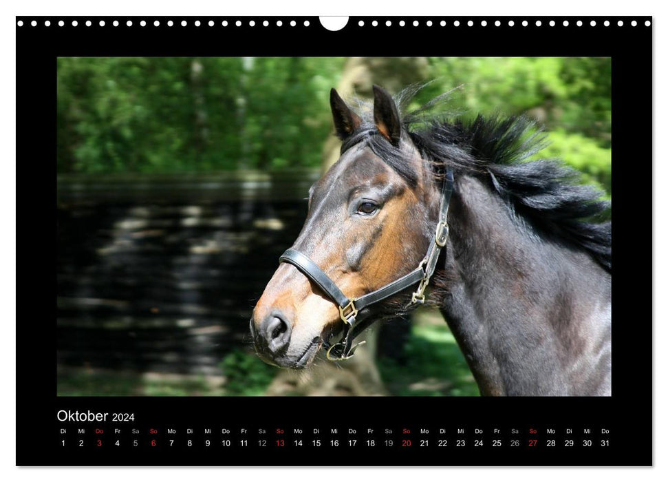 Magical horses (CALVENDO wall calendar 2024) 