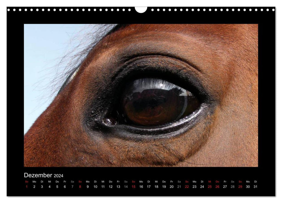 Zauberhafte Pferde (CALVENDO Wandkalender 2024)