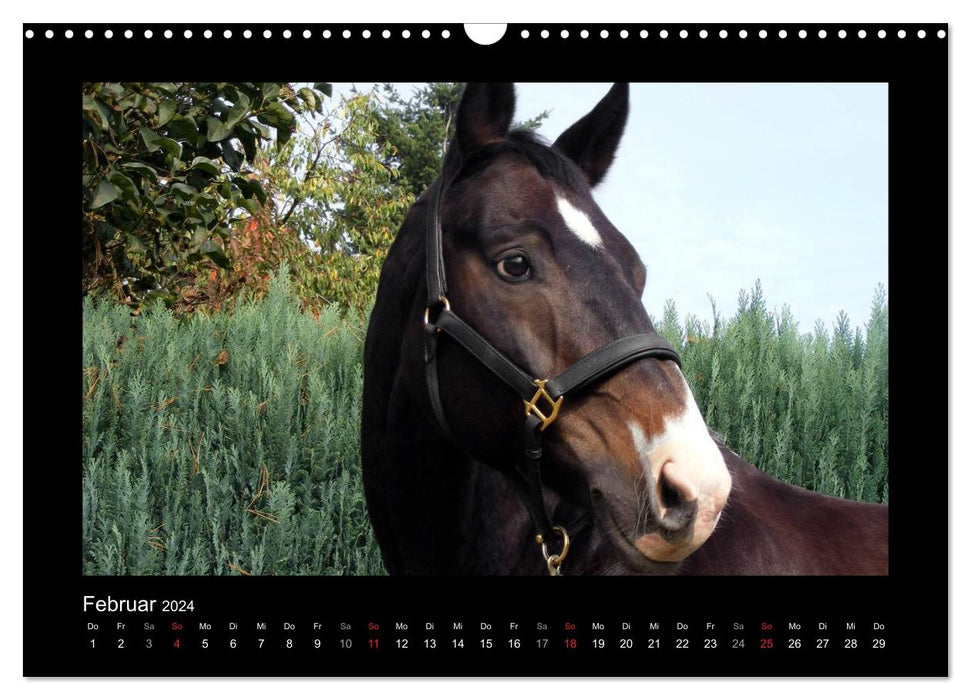 Magical horses (CALVENDO wall calendar 2024) 