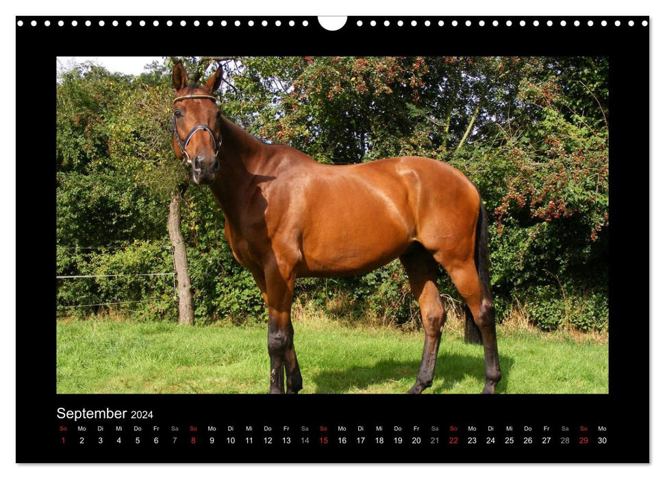 Zauberhafte Pferde (CALVENDO Wandkalender 2024)