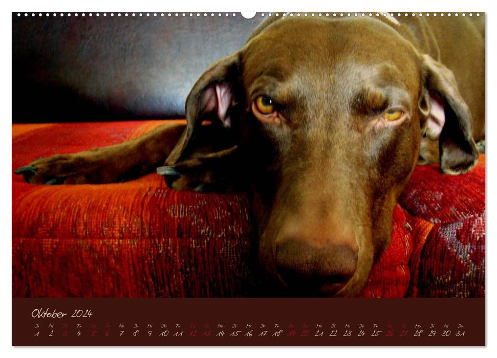 Attila, The Dog King (CALVENDO wall calendar 2024) 