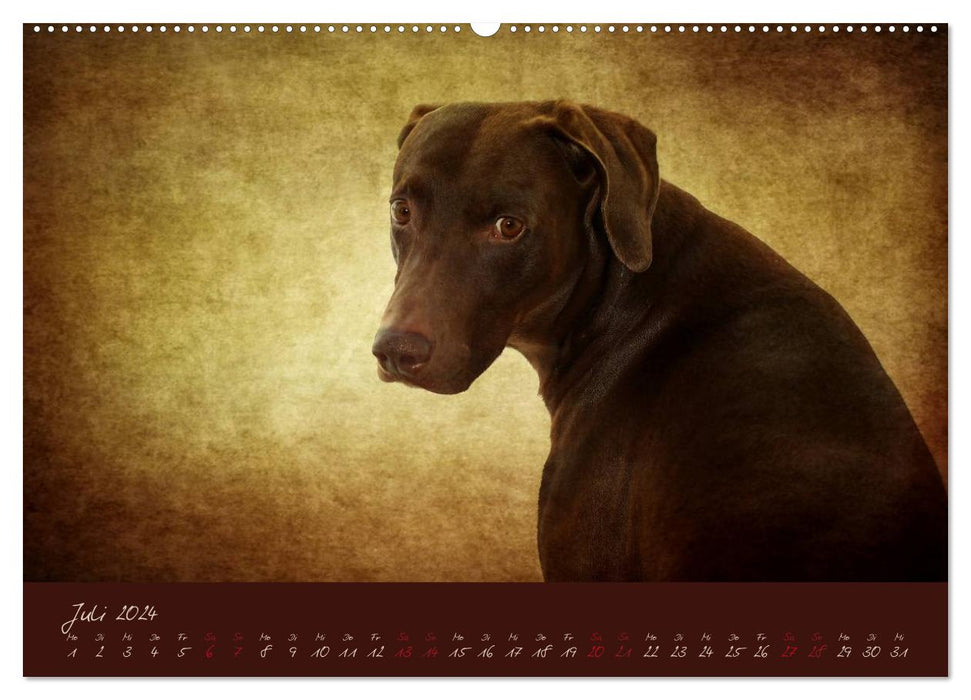 Attila, Der Hundekönig (CALVENDO Wandkalender 2024)