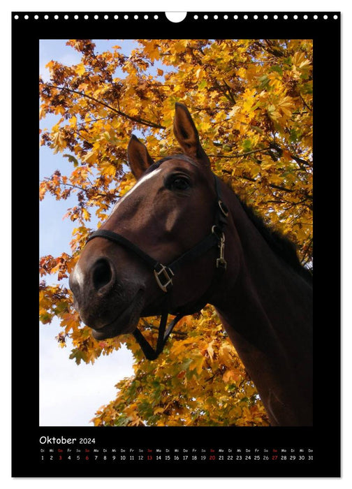Fantastic horse portraits (CALVENDO wall calendar 2024) 