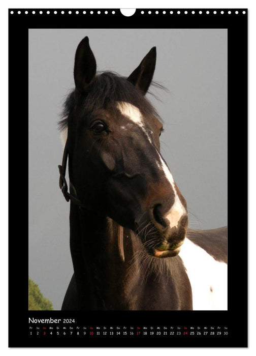 Fantastic horse portraits (CALVENDO wall calendar 2024) 