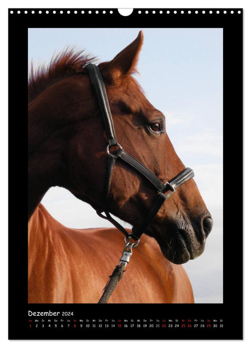 Fantastic horse portraits (CALVENDO wall calendar 2024) 