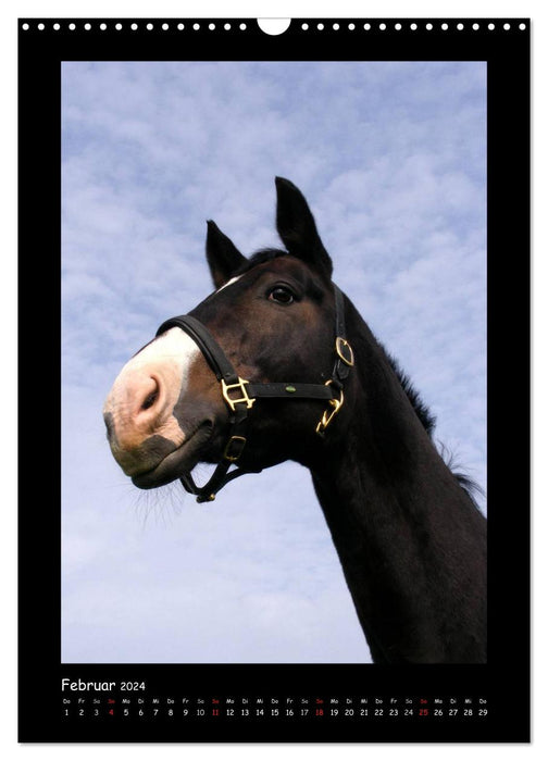 Fantastic horse portraits (CALVENDO wall calendar 2024) 