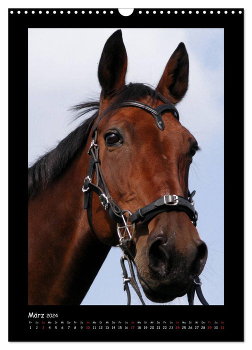 Traumhafte Pferdeportraits (CALVENDO Wandkalender 2024)