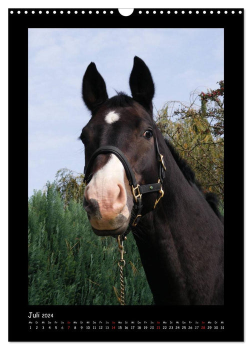 Fantastic horse portraits (CALVENDO wall calendar 2024) 