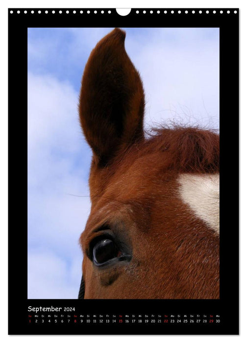 Fantastic horse portraits (CALVENDO wall calendar 2024) 